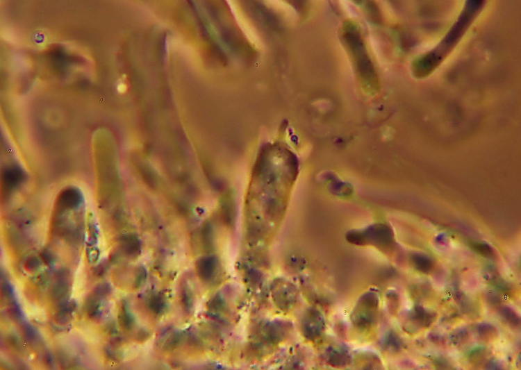 Probabile Postia (Postia tephroleuca)